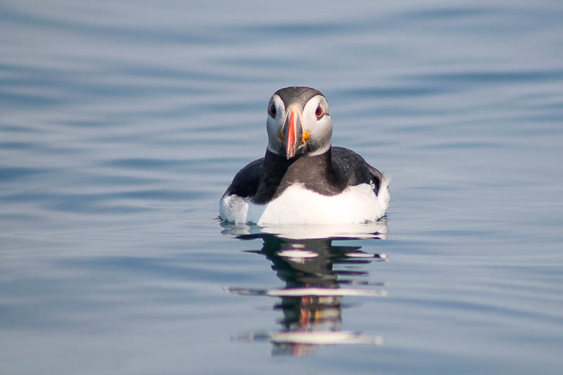 Puffins with Sandeels 7