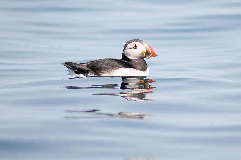 Puffins with Sandeels 9