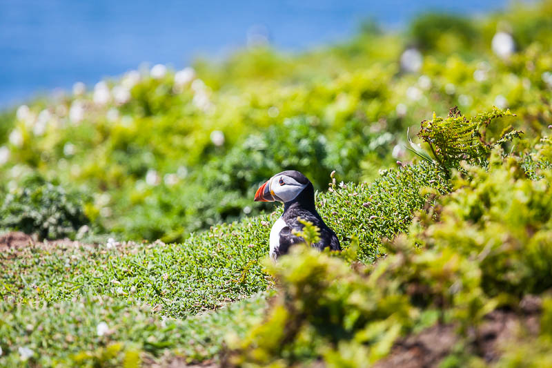 Puffins at The Wick 10