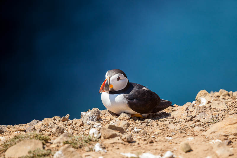 Puffins at The Wick 11