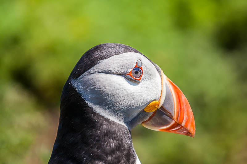Puffins at The Wick 12