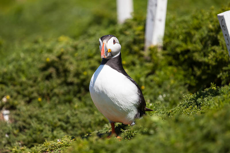 Puffins at The Wick 14