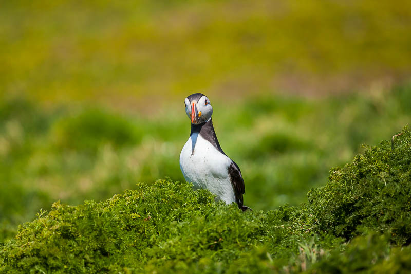 Puffins at The Wick 15