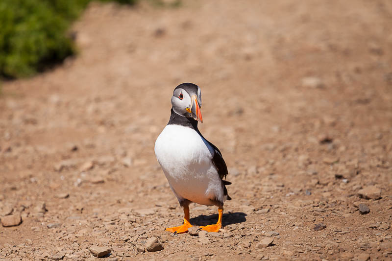 Puffins at The Wick 16