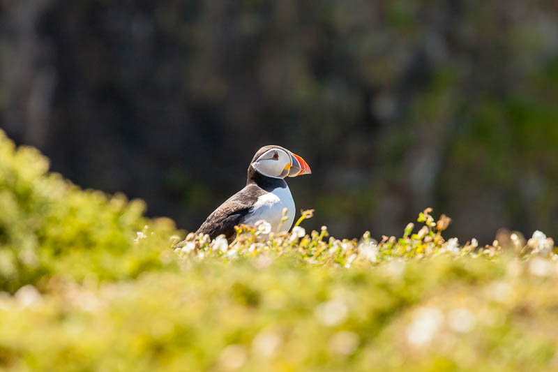 Puffins at The Wick 18