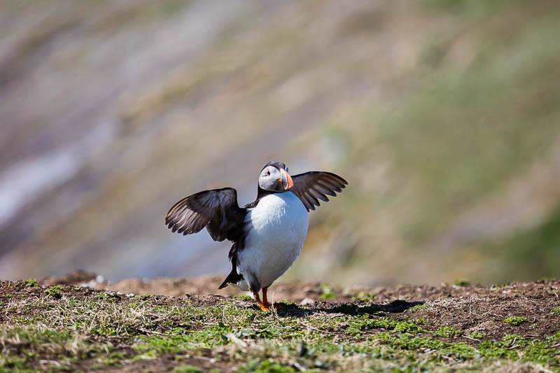 Puffins at The Wick 2