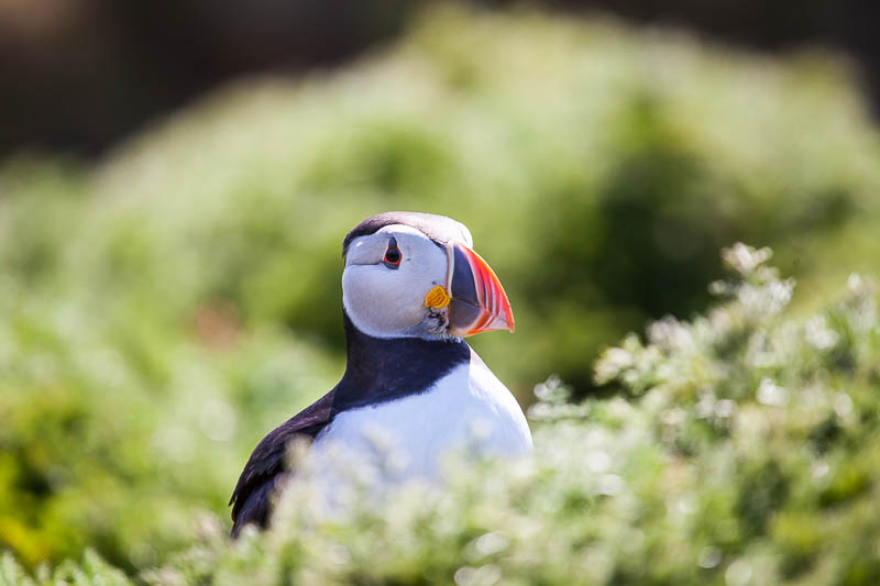 Puffins at The Wick 5
