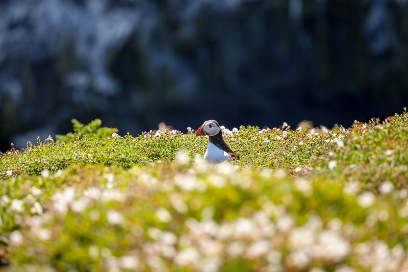 Puffins at The Wick 8
