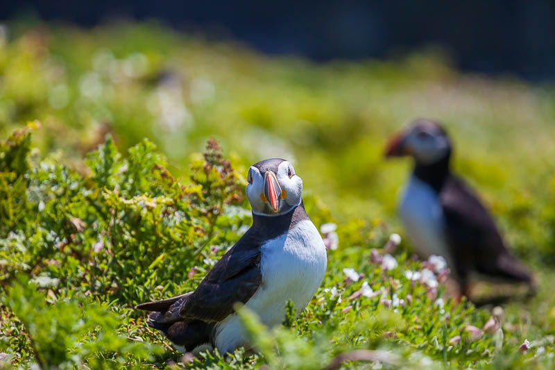 Puffins at The Wick 9