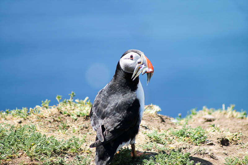 Puffins with Sandeels 1