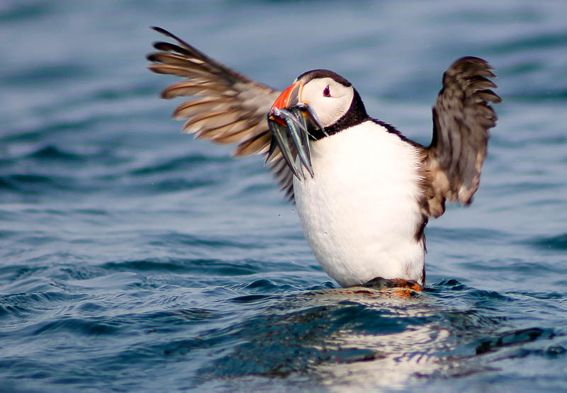 Puffins with Sandeels 10