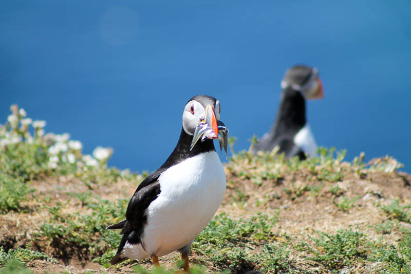 Puffins with Sandeels 2