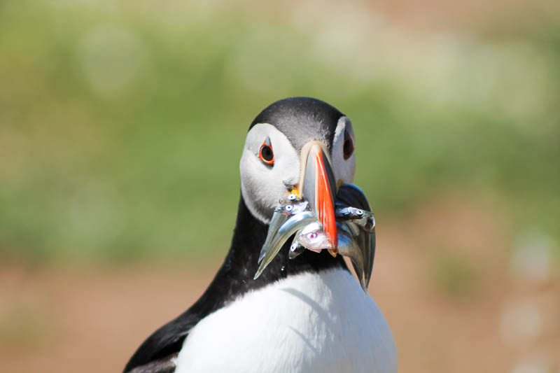 Puffins with Sandeels 5