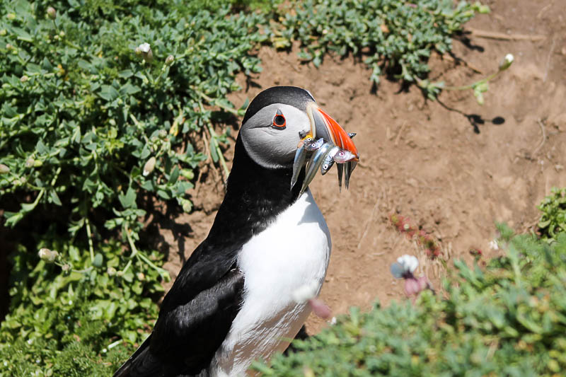 Puffins with Sandeels 8