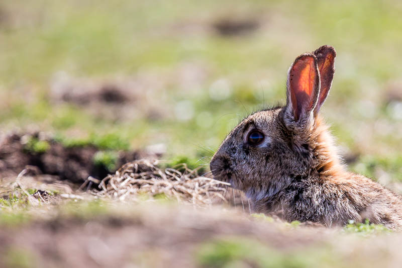 Rabbits 3