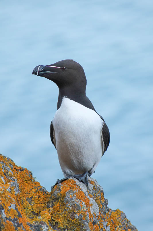 Razorbills 2