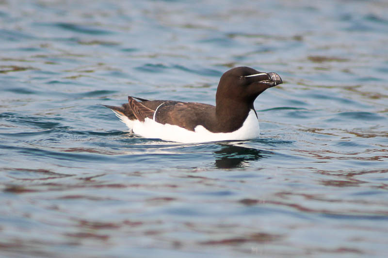 Razorbills 3