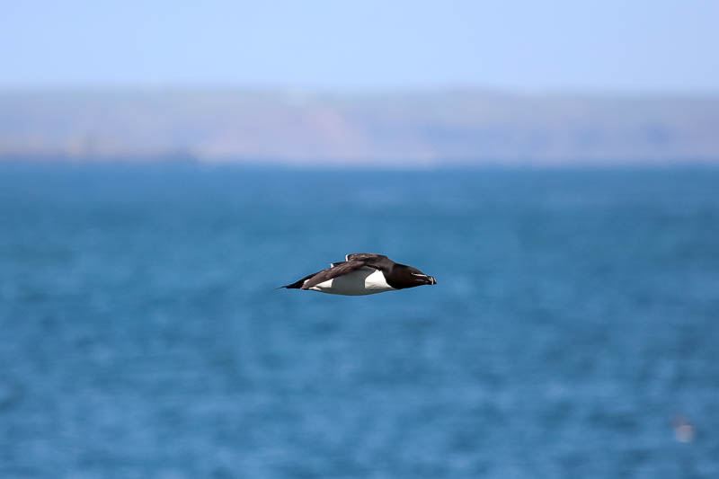 Razorbills 5