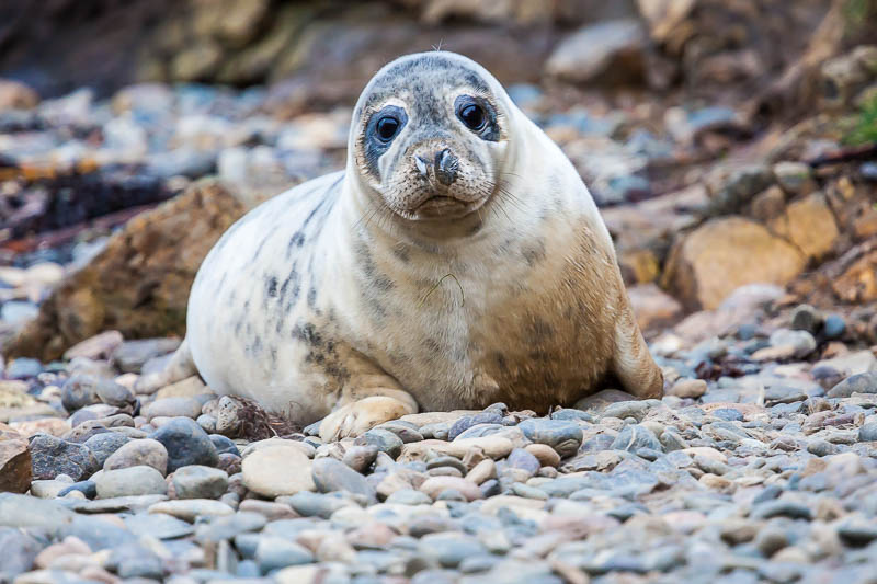 Seals Martins Haven 1