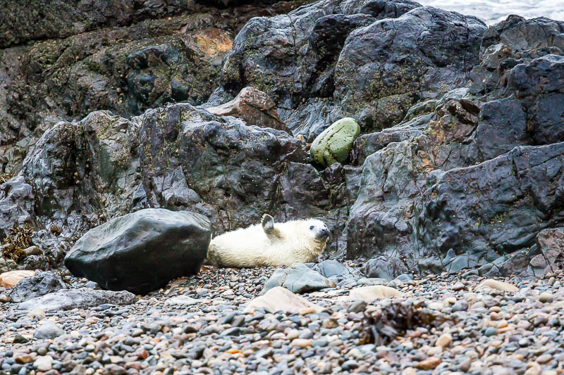 Seals Martins Haven 2