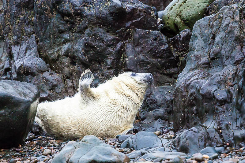 Seals Martins Haven 4