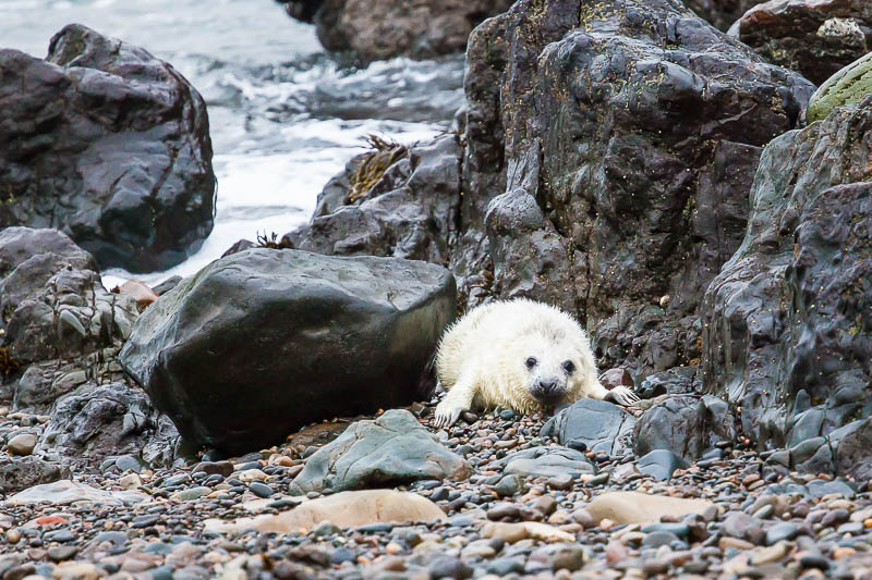 Seals Martins Haven 5