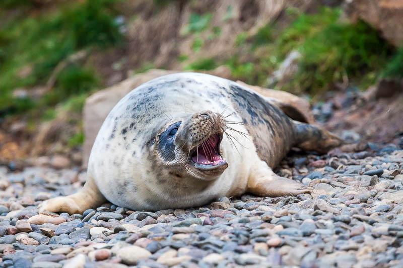 Seals Martins Haven 8