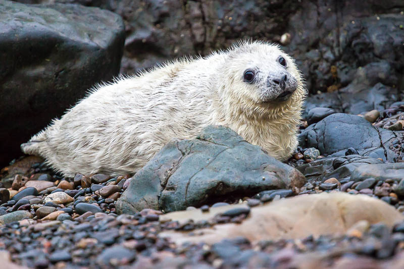 Seals Martins Haven 9