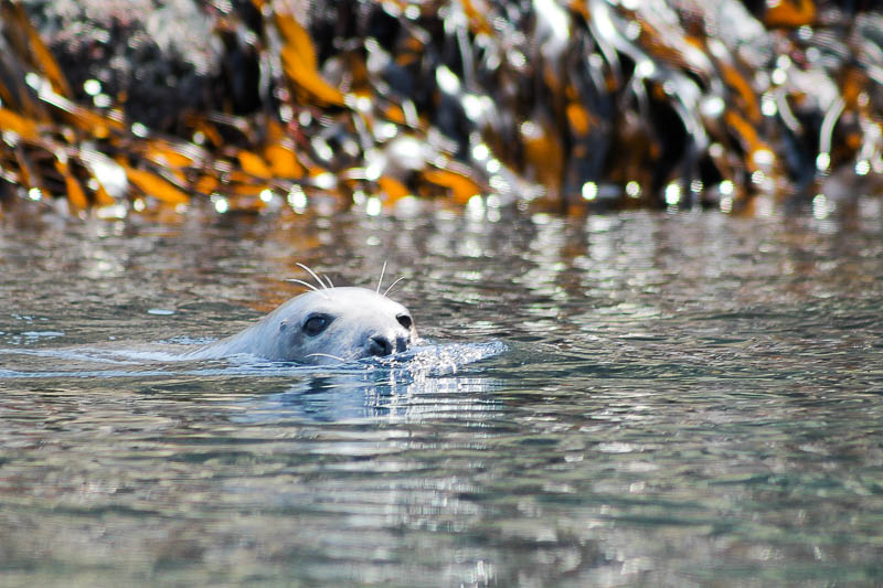 Seals North Haven 1