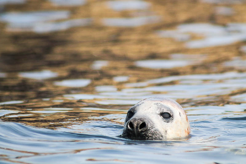 Seals North Haven 12