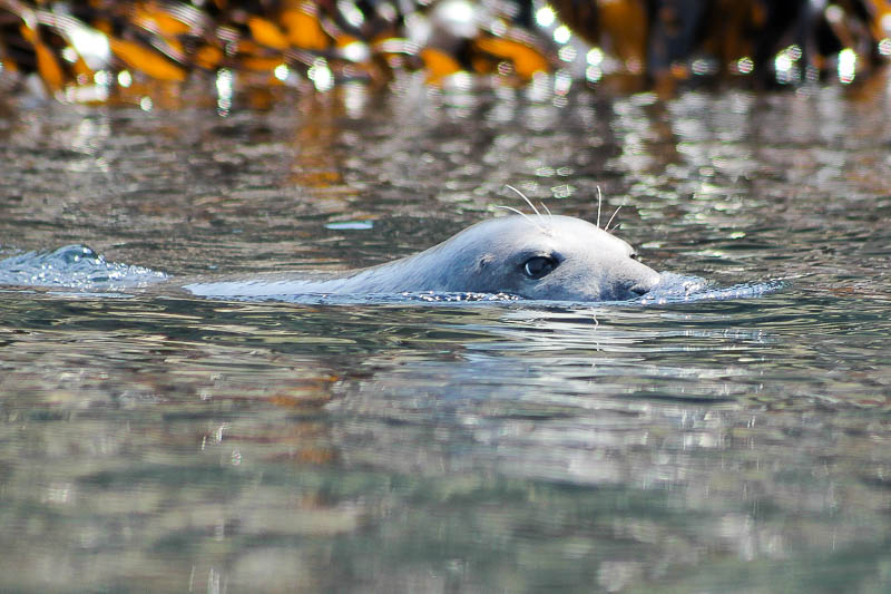 Seals North Haven 2