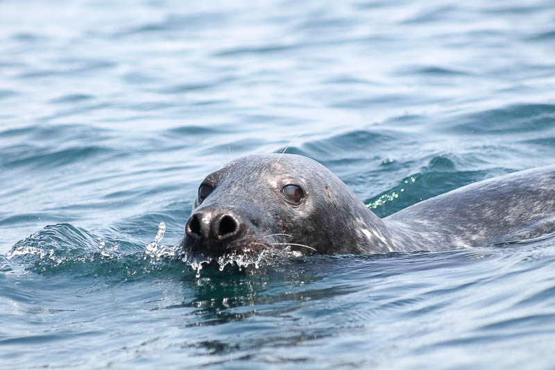 Seals North Haven 7