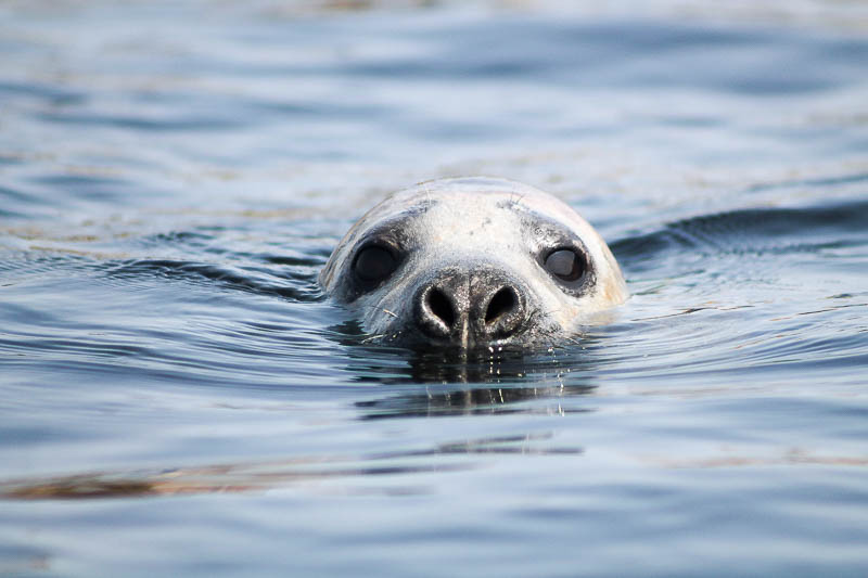 Seals North Haven 9