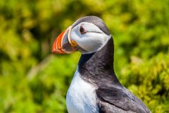 Puffins