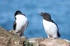 Razorbills