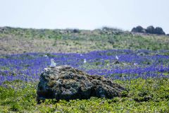 Gulls