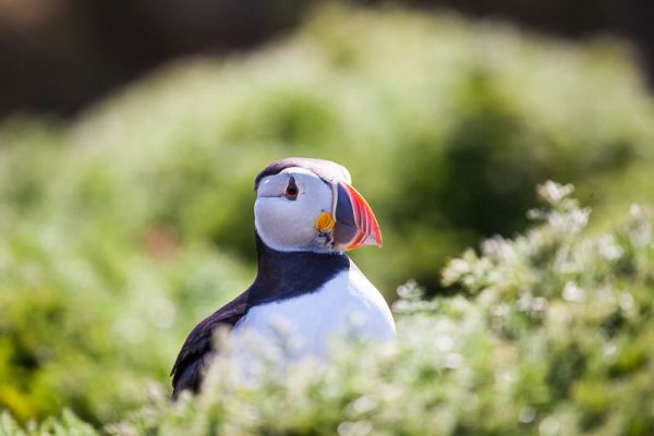 Puffins at The Wick