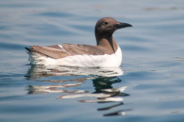 Guillemots at Sea