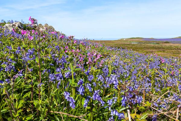 Bluebells &amp; Red Campion