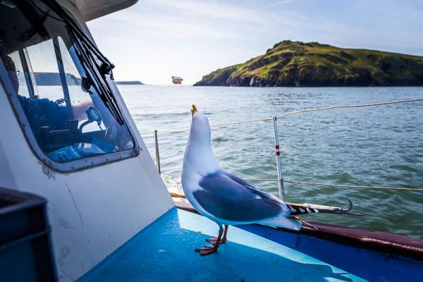 Boat to Skomer