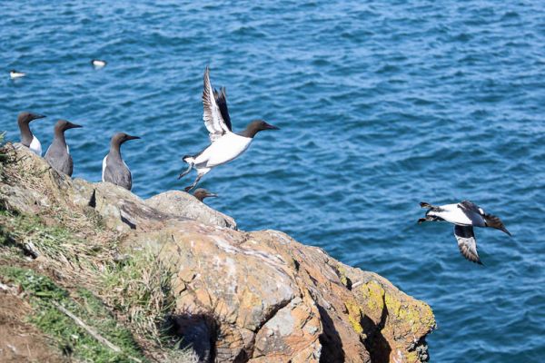 Guillemots North Haven