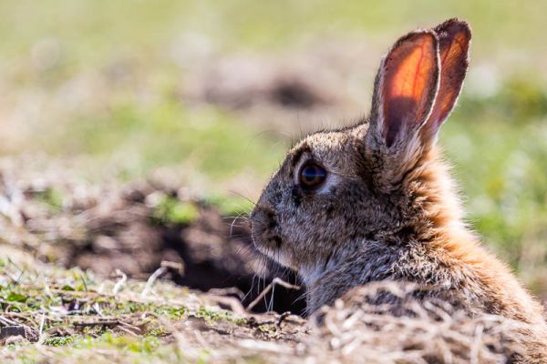 Rabbits