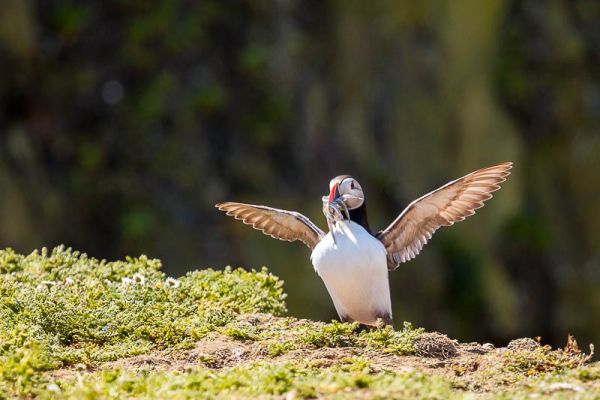 Puffins with Sandeels