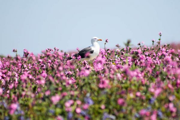 Great Black-backed Gull