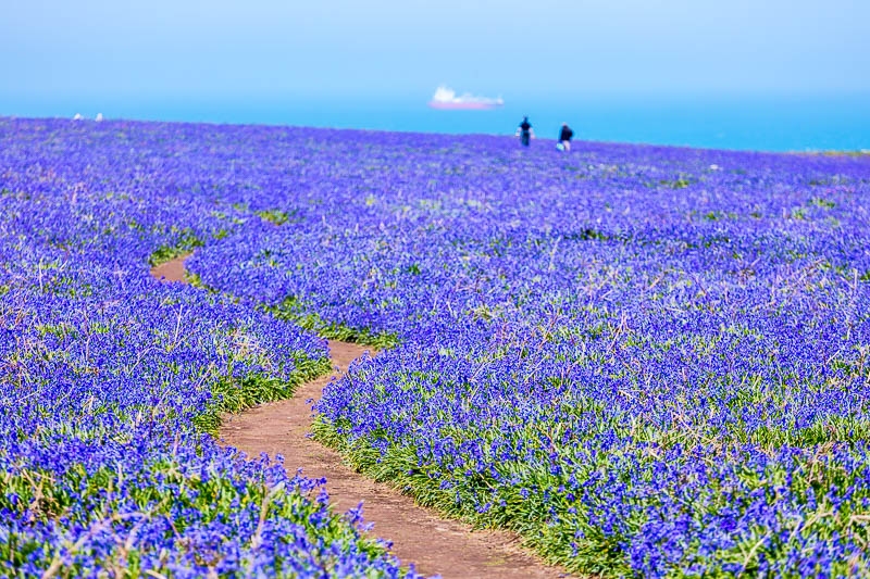 Bluebells Close