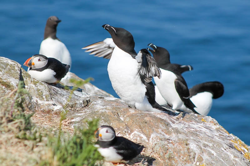 Razorbills