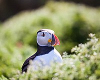 Puffins at The Wick