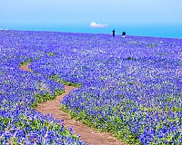 Bluebells Close