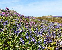 Bluebells & Red Campion