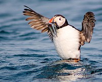 Puffins at Sea